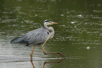 Grey Heron (Ardea cinerea) hunting in a shallow lake at Langford Lakes Nature Reserve in Wiltshire, England, United Kingdom