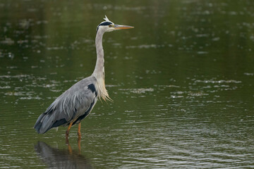 Grey Heron (Ardea cinerea) hunting in a shallow lake at Langford Lakes Nature Reserve in Wiltshire, England, United Kingdom