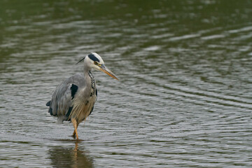 Grey Heron (Ardea cinerea) hunting in a shallow lake at Langford Lakes Nature Reserve in Wiltshire, England, United Kingdom