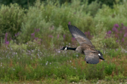 Canada Goose (Branta canadensis) coming in to land on a lake at Langford Lakes Nature Reserve in Wiltshire, England, United Kingdom