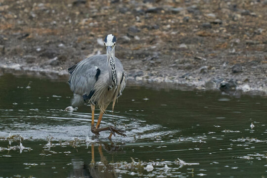 Grey Heron (Ardea cinerea) hunting in a shallow lake at Langford Lakes Nature Reserve in Wiltshire, England, United Kingdom