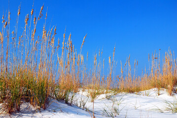 Sea oats grow along the sandy shores of the Gulf coast