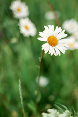 A beautiful daisy grows in the field.