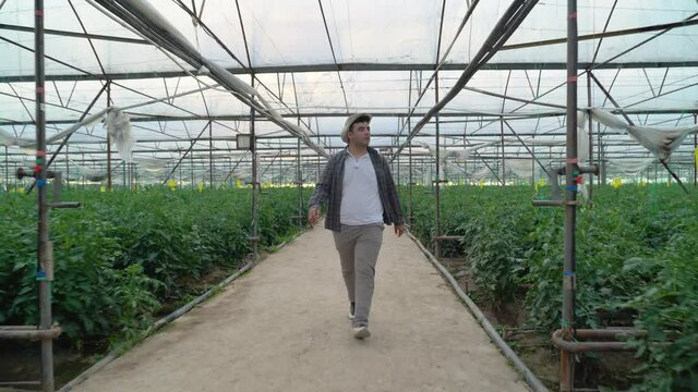 Farmer walking in large farm greenhouse and checking tomato cultivation. Organic agriculture business. Planting tomato farm.
