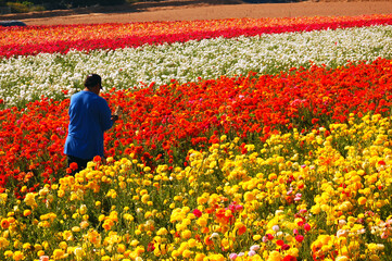 A worker picks the blooming flowers growing in a row of  colors