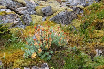 Medicinal plant - Rhodiola rosea