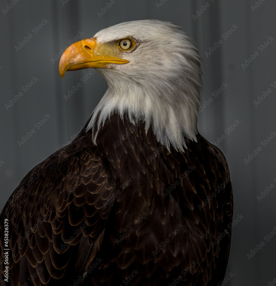 Poster Bald Eagle keeps alert Birds of Prey Centre Coleman Alberta Canada