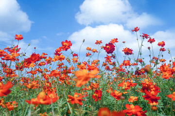 Cosmos flowers in natural filed with blue sky background.