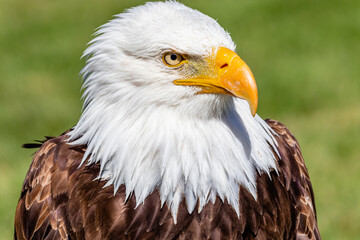 Bald Eagle in portrait. Birds of Prey Centre, Coledale, Alberta, Canada
