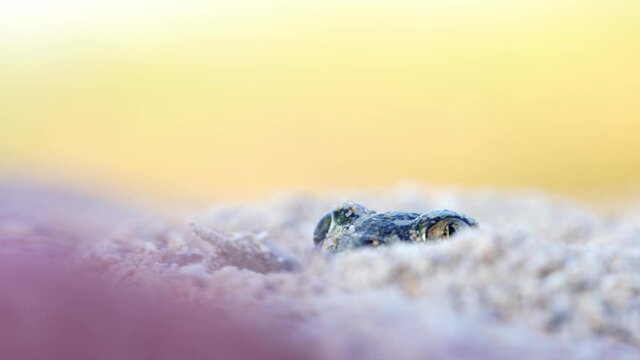 Garlic toad (Pelobates fuscus) hiding in the sand