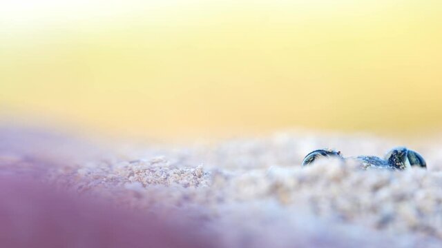 Garlic toad (Pelobates fuscus) hiding in the sand