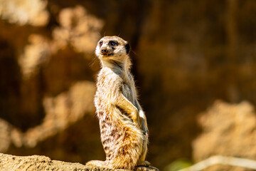 Meerkat sentinal stands on guard. Auckland Zoo, Auckland, New Zealand