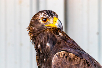Golden Eagle on it's perch. Birds of Prey Centre, Coledale, Alberta, Canada