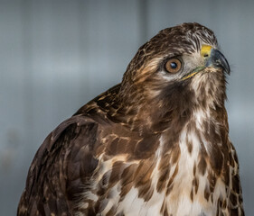 Red Tailed Hawk looks for foodBirds of Prey Centre Coleman Alberta Canada