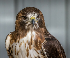 Red Tailed Hawk looks for foodBirds of Prey Centre Coleman Alberta Canada