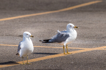 Ring billed gull scoures the ground Elk Island National Park Alberta Canada