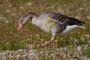 Graugans bei der Futtersuche in Bayern