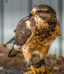 Swainson Hawk looking for prey Birds of Prey Centre Coleman Alberta Canada