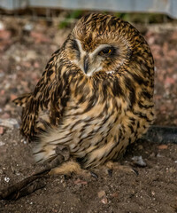 Short Eared Owl trying to stay awake Birds of Prey Centre