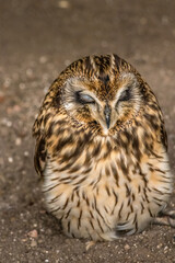 Short Eared Owl trying to stay awake Birds of Prey Centre