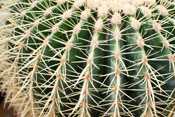 Naklejka na ściany i meble background of green cactus with large light needles