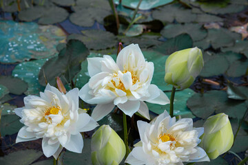 Three white lotus flowers and three buds, Nature photography with flowers, water Lilly