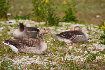 Graugans bei der Futtersuche in Bayern