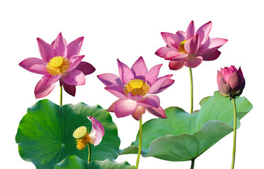 Beautiful pink lotus flower isolate is on white background	