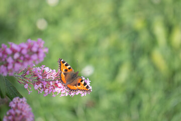 Small tortoiseshell