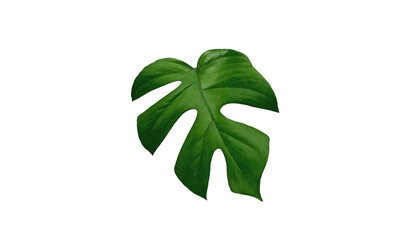 Top view, design  monstera leaf isolated on white background for design or decoration advertising product, tropical plant, summer green nature © Apichai
