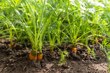 bed with grown carrots in the ground