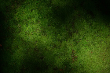 Beautiful green moss on the floor wallpaper background. - Powered by Adobe