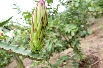 dragon-fruit on tree in firm