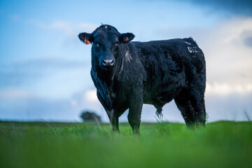 Angus, wagyu and murray grey beef bulls and cows, being grass fed  on a hill in Australia.
