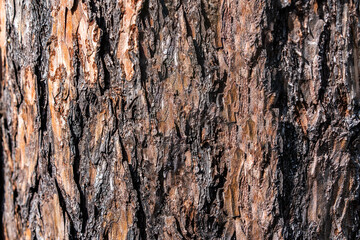 pine bark for the background