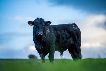 Angus, wagyu and murray grey beef bulls and cows, being grass fed  on a hill in Australia.