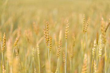 Sprouts of pschenitsa on the background of the field