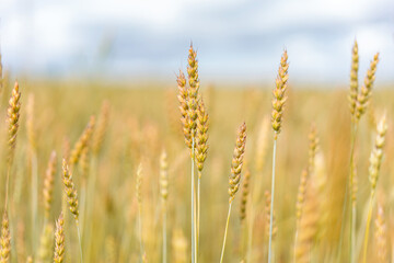 sprouts of wheat on the sky background