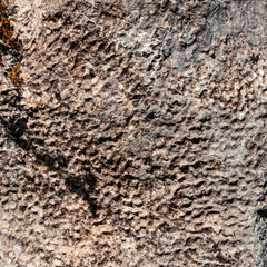Details of fossilized corals at the famous Steinplatte summit, Waidring, Tyrol, Austria