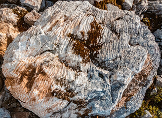 Details of fossilized corals at the famous Steinplatte summit, Waidring, Tyrol, Austria