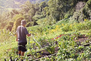 Young boy watering plants in organic farm