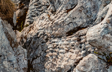 Details of fossilized corals at the famous Steinplatte summit, Waidring, Tyrol, Austria