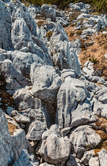 Details of fossilized corals at the famous Steinplatte summit, Waidring, Tyrol, Austria