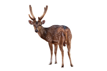 Spotted deer,Cute spotted fallow deer isolated on the white background.