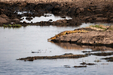 African alligator getting into the water in Botswana, Africa. Wide view.