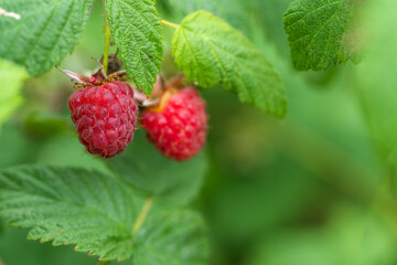 raspberry close-up on a bush