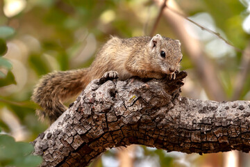 wild squirrel climbing a tree branch in Botswana, Africa