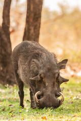 African wild boar eating in Botswana, Africa