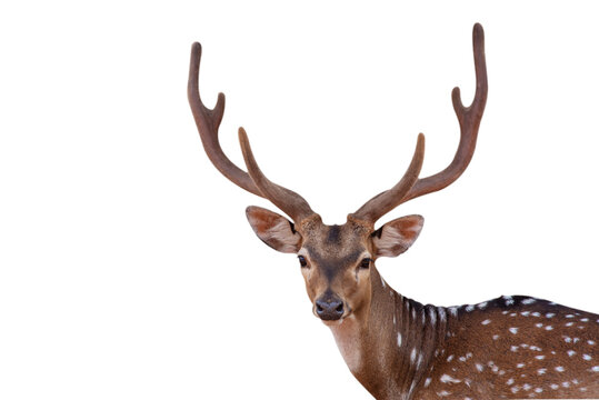 close up picture Spotted deer,Cute spotted fallow deer isolated on the white background.
