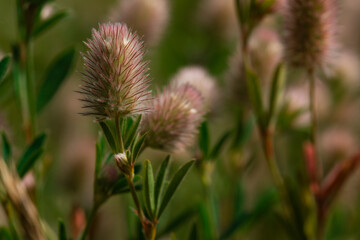 rabbitfoot clover, stone clover, oldfield clover, Trifolium arvense, Clover Seed on a Meadow